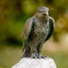 Gartenskulptur »Roter Milan« aus Bronze