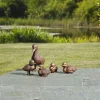 Gartenskulpturen »Entenfamilie«