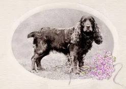 Maurier, D: Rebecca