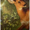 Neumaier, Rudolf: Das Reh